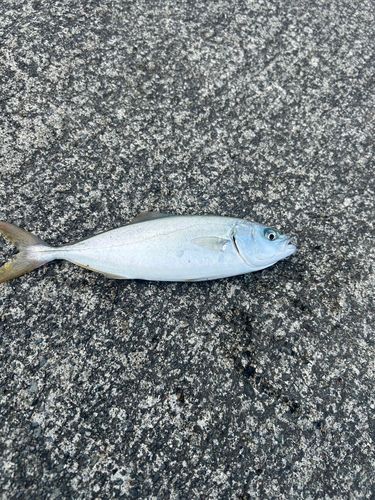 ワカシの釣果