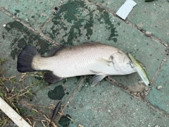 釣果