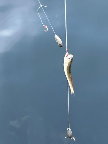 マサバの釣果