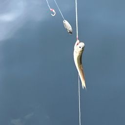 マサバ