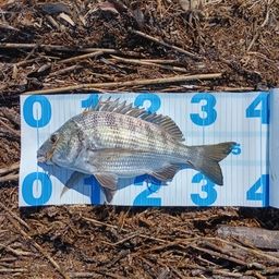 クロダイ