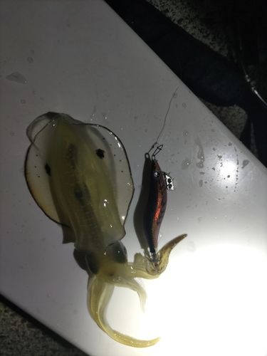 若狭湾