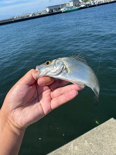 セイゴ（ヒラスズキ）の釣果