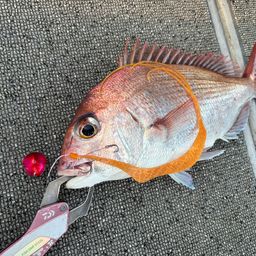 マダイ