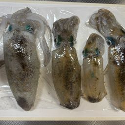アオリイカ