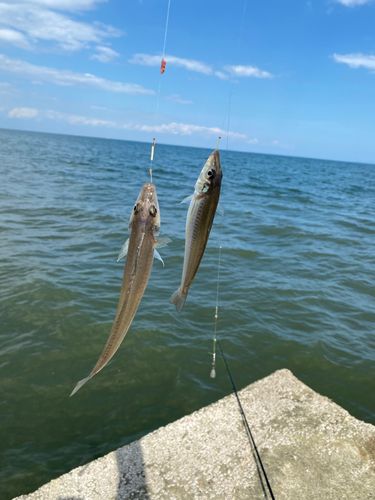 キスの釣果