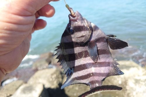 イシダイの釣果