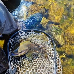 ブラウントラウト