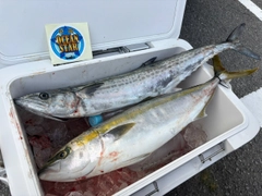 サワラの釣果