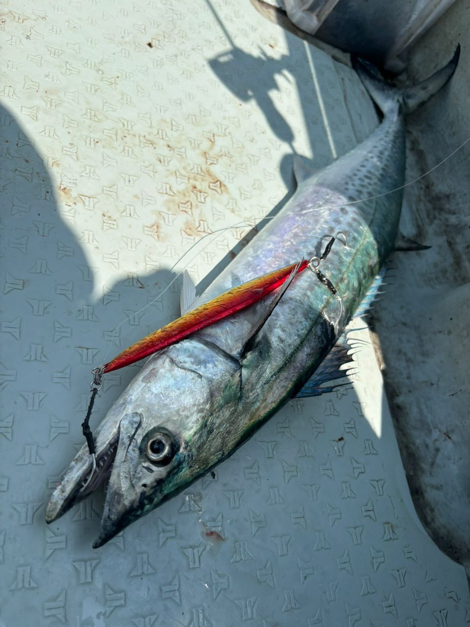 てっちりさんさんの釣果 2枚目の画像