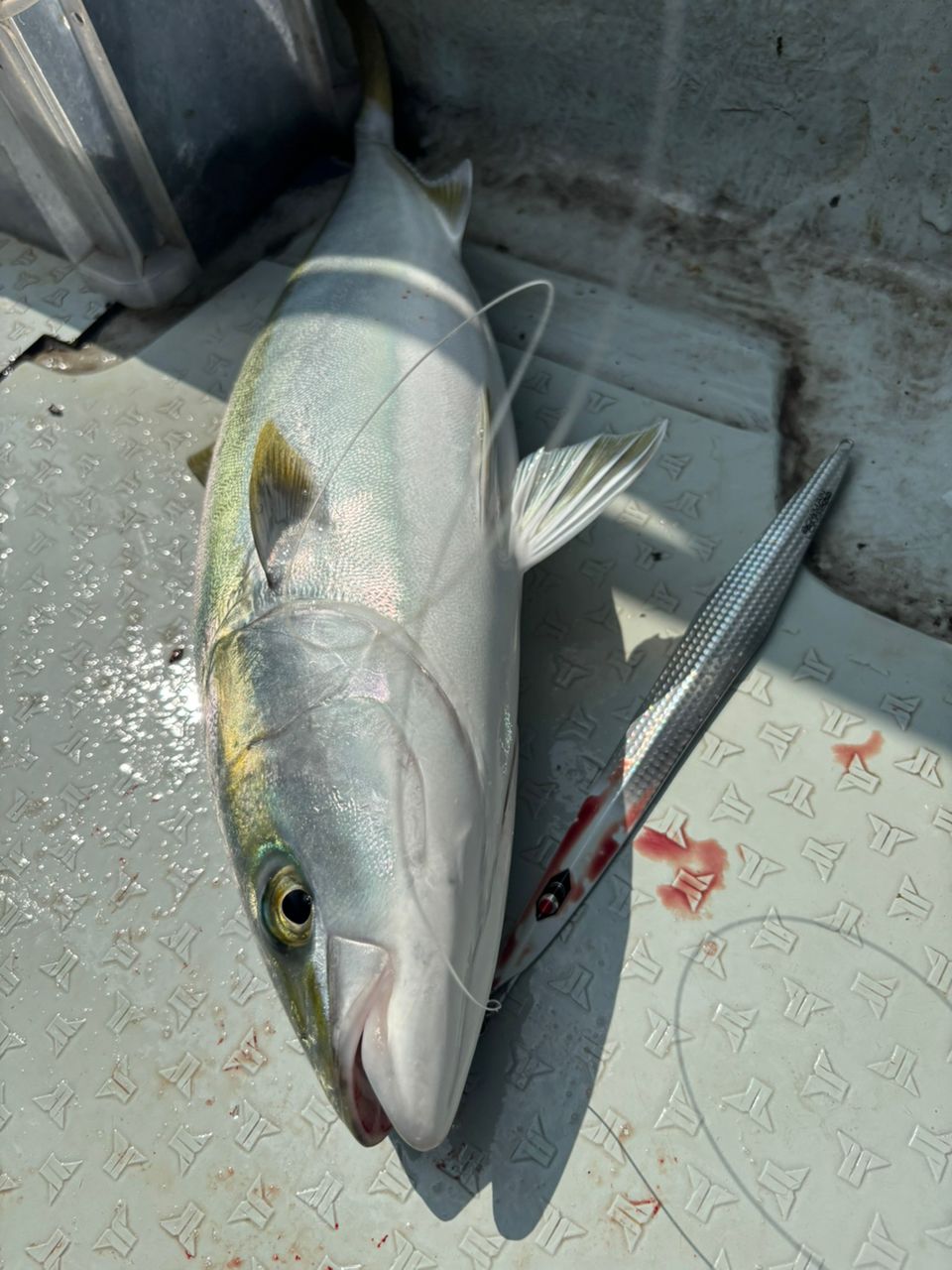 てっちりさんさんの釣果 3枚目の画像