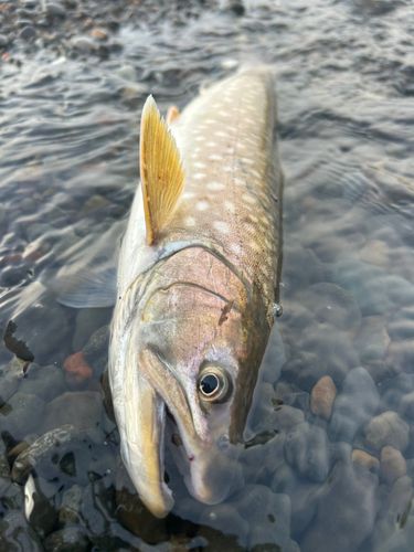 アメマスの釣果