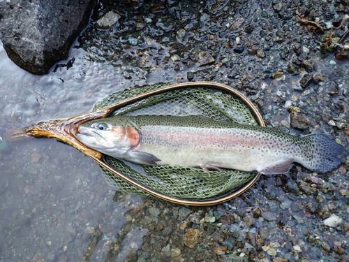 ニジマスの釣果