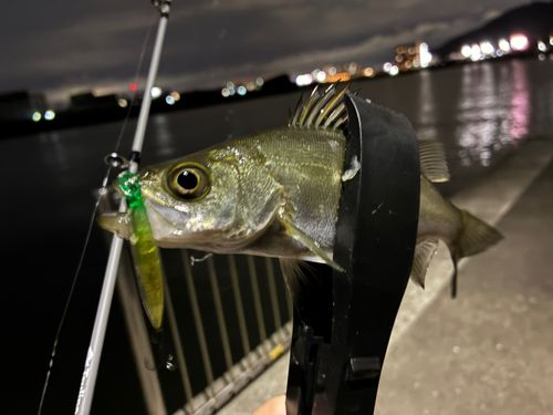 セイゴ（マルスズキ）の釣果