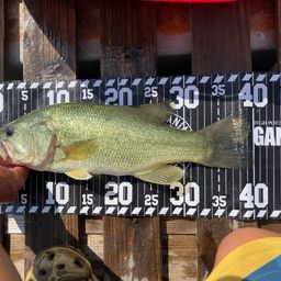 ラージマウスバス