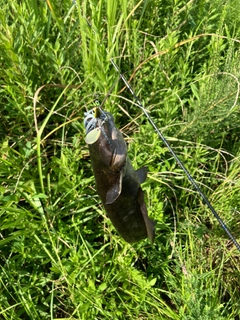 ナマズの釣果