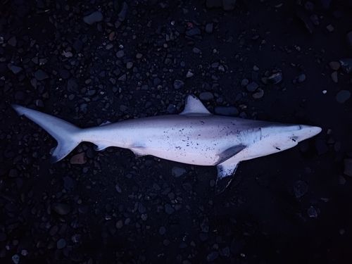 イナダの釣果