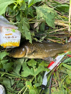 コイの釣果