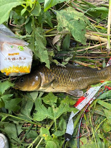 コイの釣果