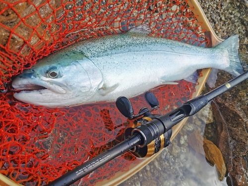 レインボートラウト