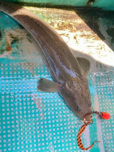 イネゴチの釣果
