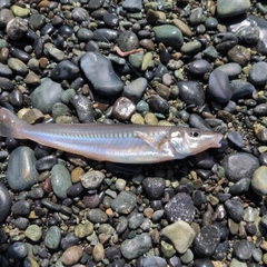 シロギスの釣果
