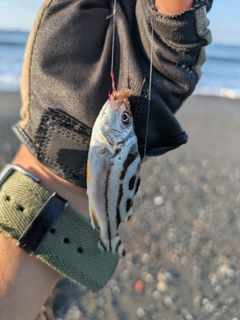 コトヒキの釣果