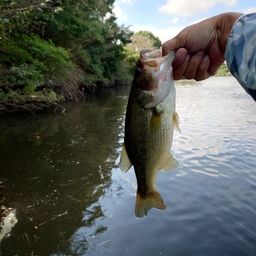 ラージマウスバス