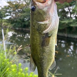 ブラックバス