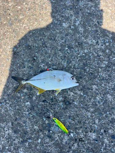 メッキの釣果