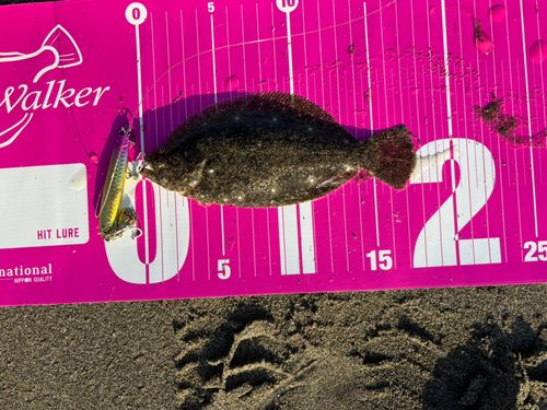 ソゲの釣果