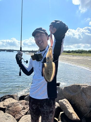 コウイカの釣果
