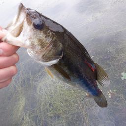 ラージマウスバス