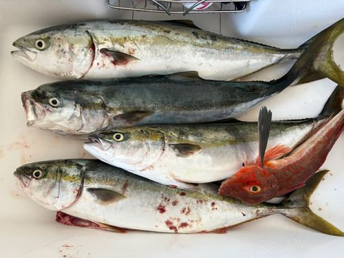 ワラサの釣果
