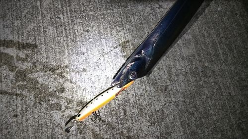 タチウオの釣果