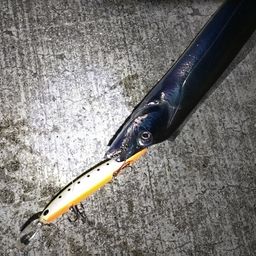 タチウオ