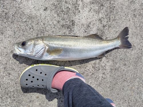 シーバスの釣果