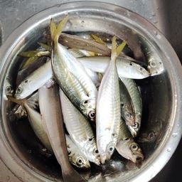 アジ