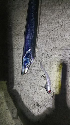 タチウオの釣果