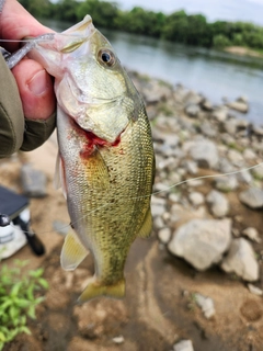 ラージマウスバスの釣果