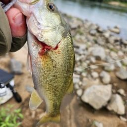 ラージマウスバス