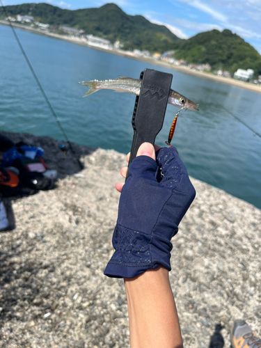 カマスの釣果