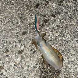 アオリイカ