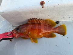 アカハタの釣果