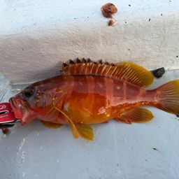 アカハタ