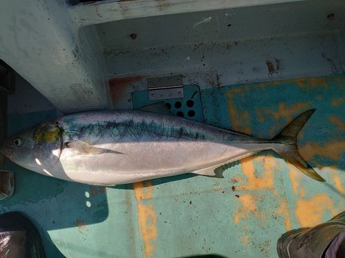 釣果