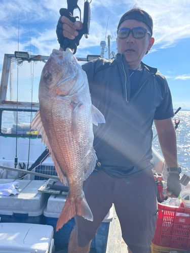 マダイの釣果