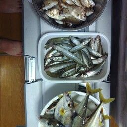 シロギス