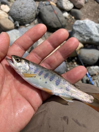 ヤマメの釣果