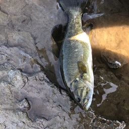 スモールマウスバス